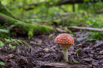 fly agaric mushroom