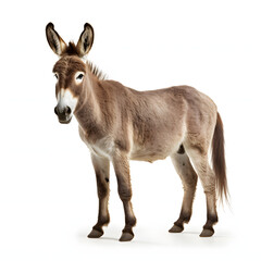 Photo of a cute donkey standing on a clean white background