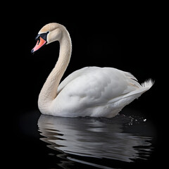 Photo of a serene white swan gracefully gliding on a tranquil body of water
