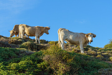 cows grazing in the field in the open air