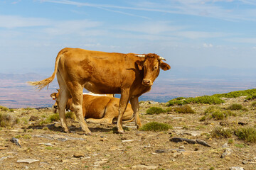 Cows watching on a sunny day