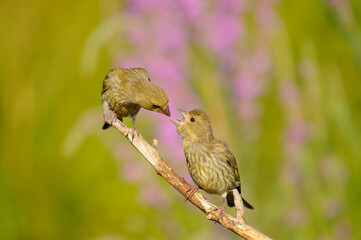 A pair of florises on a branch.