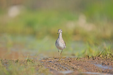 Wood Sandpiper walking by the water.