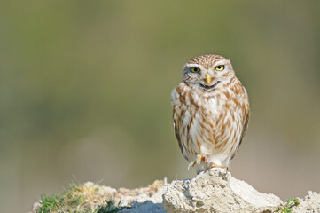 Little Owl with one foot on the ground.