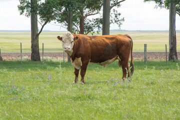 hereford cattle on pasture in the field