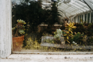 Various succulents and cacti with glass in a greenhouse