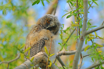 Baby Long-eared Owl looking up in the tree.
