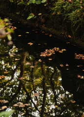 View of the autumn pond with orange and yellow leaves falling into it
