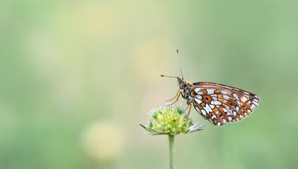 A small pearl-bordered fritillary butterfly ( Boloria Selene )