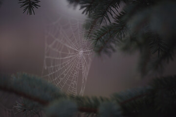 The geometry of spider web at a twig. Minimalist web of wild spider with tiny drops of water shining in light on blurred background. Spider's web against a tree on a misty morning.