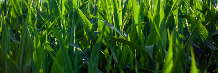 Leaves of young green corn