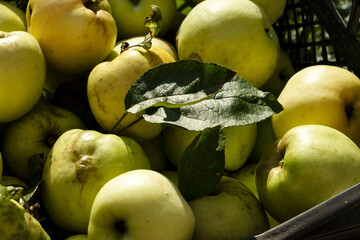 The concept of harvesting in one box with green-yellow apples.