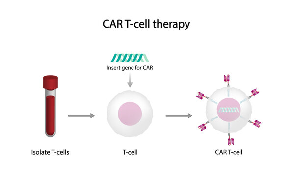 T-cell and Chimeric antigen receptor T cell ,CAR T cell, for use in immunotherapy. chemotherapy. vector illustration.