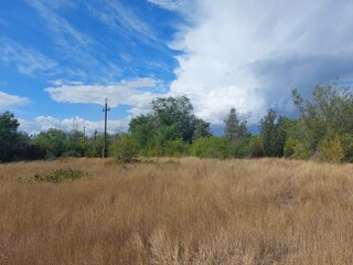 clouds over the forest