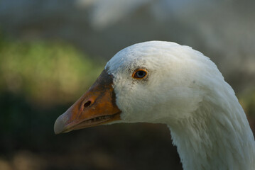 Portrait of a white domestic goose - it shows teeth.​