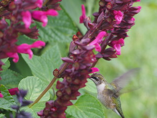 ruby-throated hummingbird sucking nectar from flowers