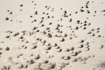 Ciemnozielone kępki trawy na jasnym tle piasku. Wydma, plaża, pustynia, susza. Pstrokate tło. - obrazy, fototapety, plakaty