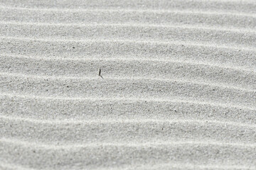 Pofalowany piasek na plaży, pustyni, wydmie. Pojedyncza trawka. Susza, pustynnienie.