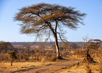Trees in the Savannah, Zimbabwe