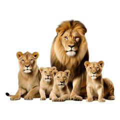 Family of lion isolated on transparent background
