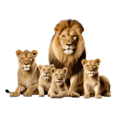 Gordijnen Family of lion isolated on transparent background © photorebelle