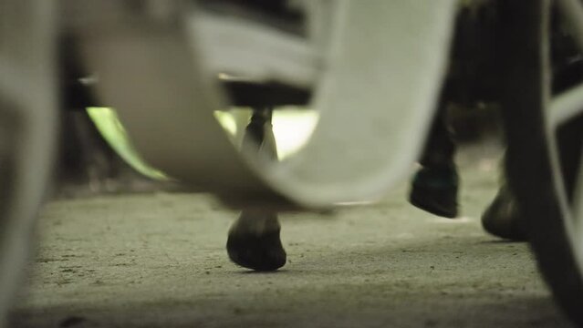 Horse's Legs and Fiacre's Wheels Passing By