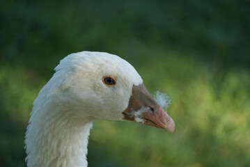 Goose portrait - goose with feathers in its nostrils