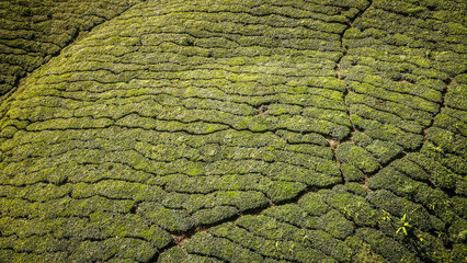 The aerial view of Cameron Highlands in Malaysia