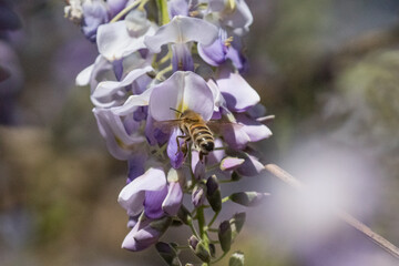 Bee on lilac in spring