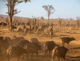 Fototapeta na wymiar Wilde Büffel in Simbabwe