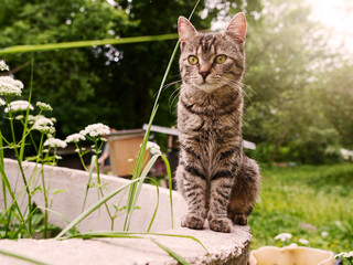 Cute country tabby cat, Dark green nature background. Pet living on a farm concept. Rural animal. Cute face.