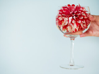 Wine glass with beautiful red color flower in a woman hand. Light blue background. Selective focus. Copy space.
