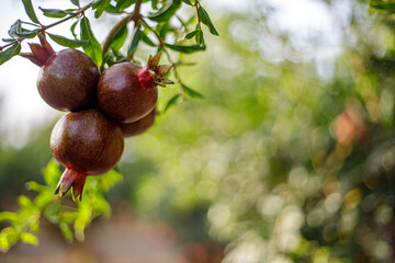 Dark pomegranate fruits in the sunset lit orchard, blurred background and space for text.