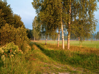 Fototapeta premium Birch trees grow by a meadow. Fog in the background. Calm county side atmosphere before sunrise. Nobody. Latvian country side and farmland.