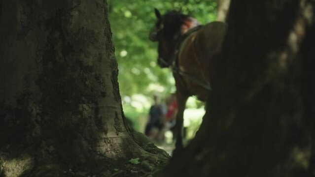 Running Horse in Blur Pulling Carriage With People