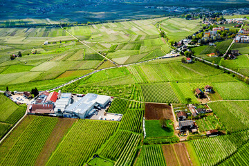 South Tyrol vineyards aerial view