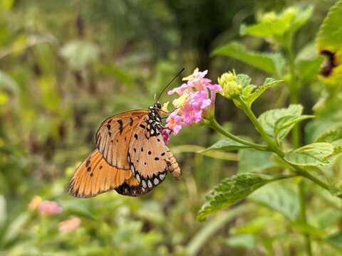 the butterfly is searching for the nectar of the lantana flower