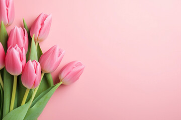Pink spring flower floral background tulip holiday