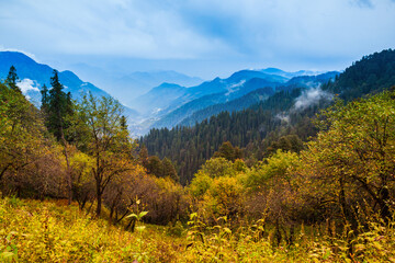 Forested mountain in mist scenic landscape