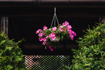 Fototapeta na wymiar Garden pots hang against a wall with beautiful pink petunia flowers outdoors. Photography of nature.