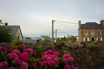 Beautiful summer view of Paimpol village, with pink hydrangeas. Bretagne, France.