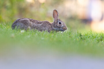 eastern cottontail (Sylvilagus floridanus) in summer