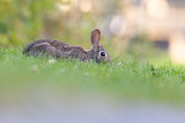eastern cottontail (Sylvilagus floridanus) in summer
