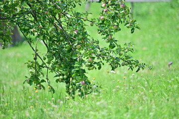 Apple fruits in tree from mountains in summer time