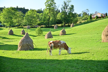 The cow eats the grass among the haystacks, at sunset