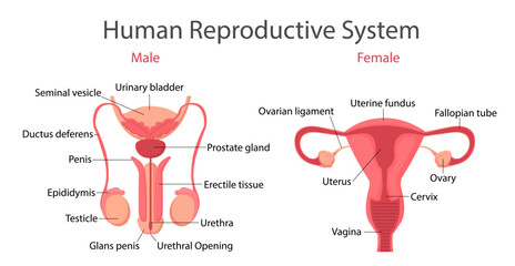 Reproductive system vector concept