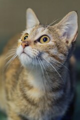 close up portrait of a cat