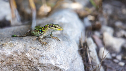 A view of a lizard on a rock in the landscape of Sicily.