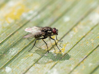 Close up of a fly