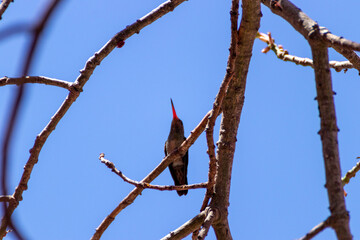 Picaflor © GABRIELA